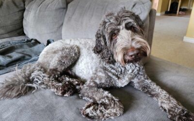 Lavender Australian Labradoodles sitting on the couch with her head tilted.
