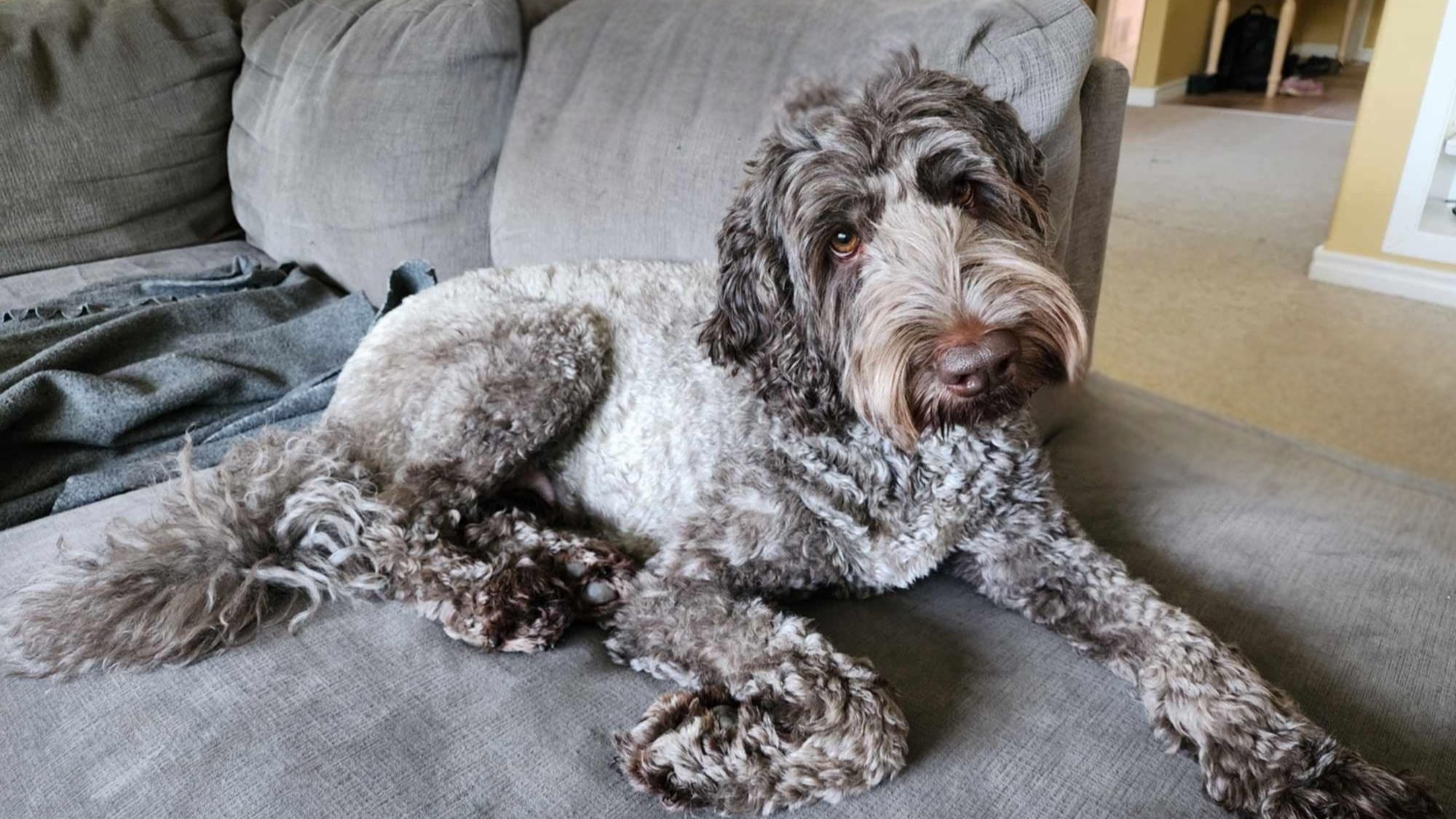 Lavender Australian Labradoodles sitting on the couch with her head tilted.