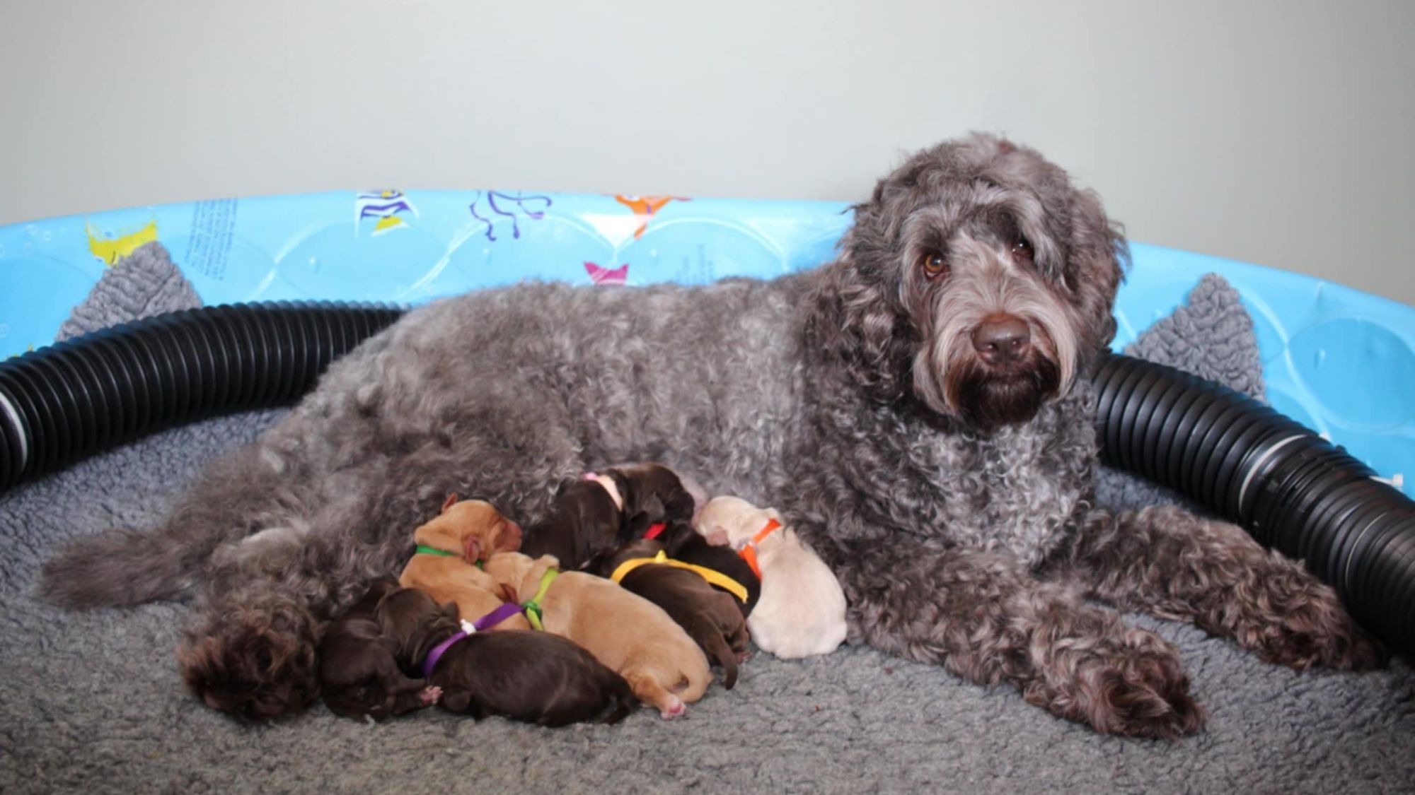 Lavender Australian Labradoodle with her newborn litter.