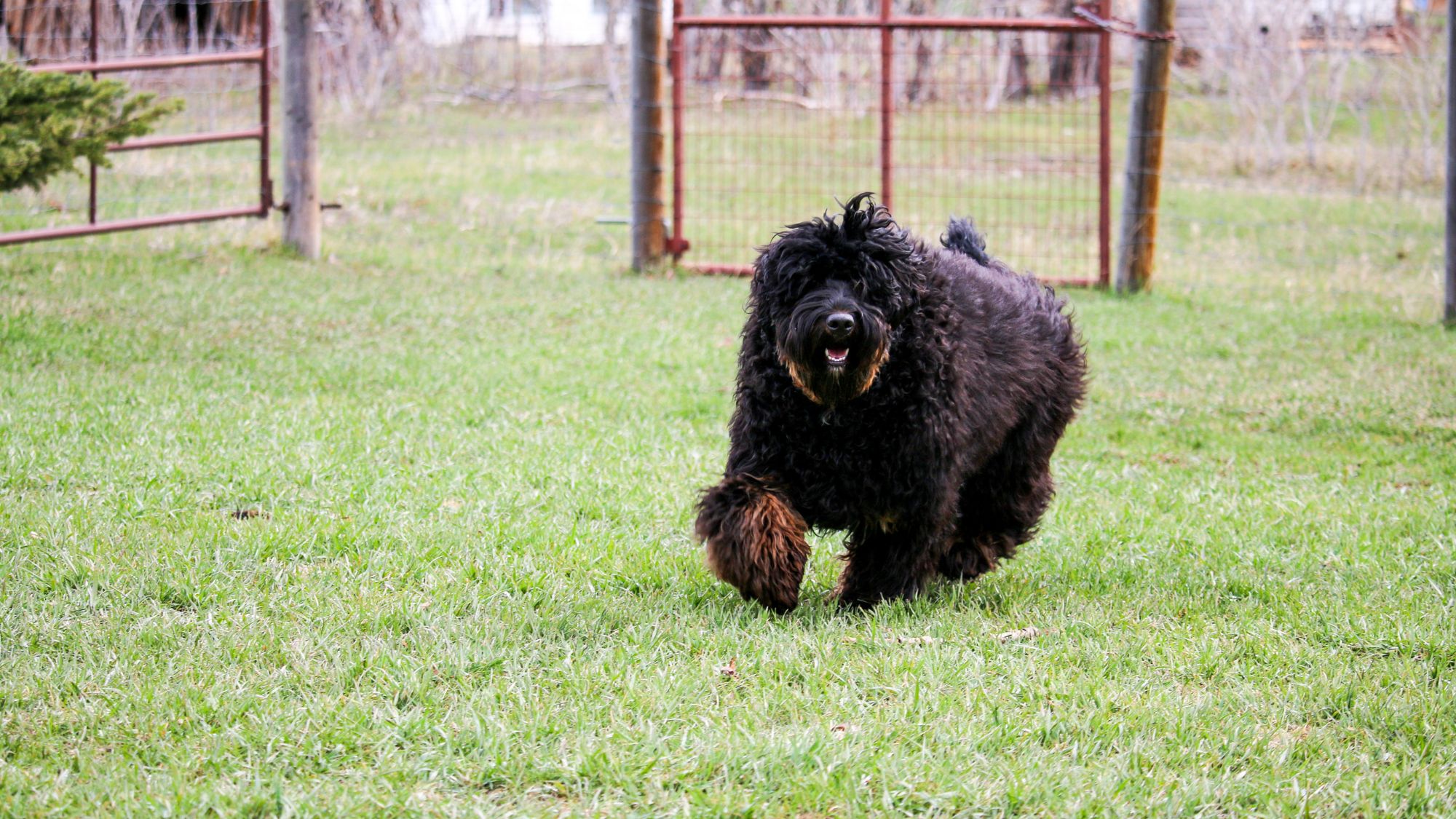 Brickhaven's Phantom Knight, Sir Orrick at Big Rock Labradoodles