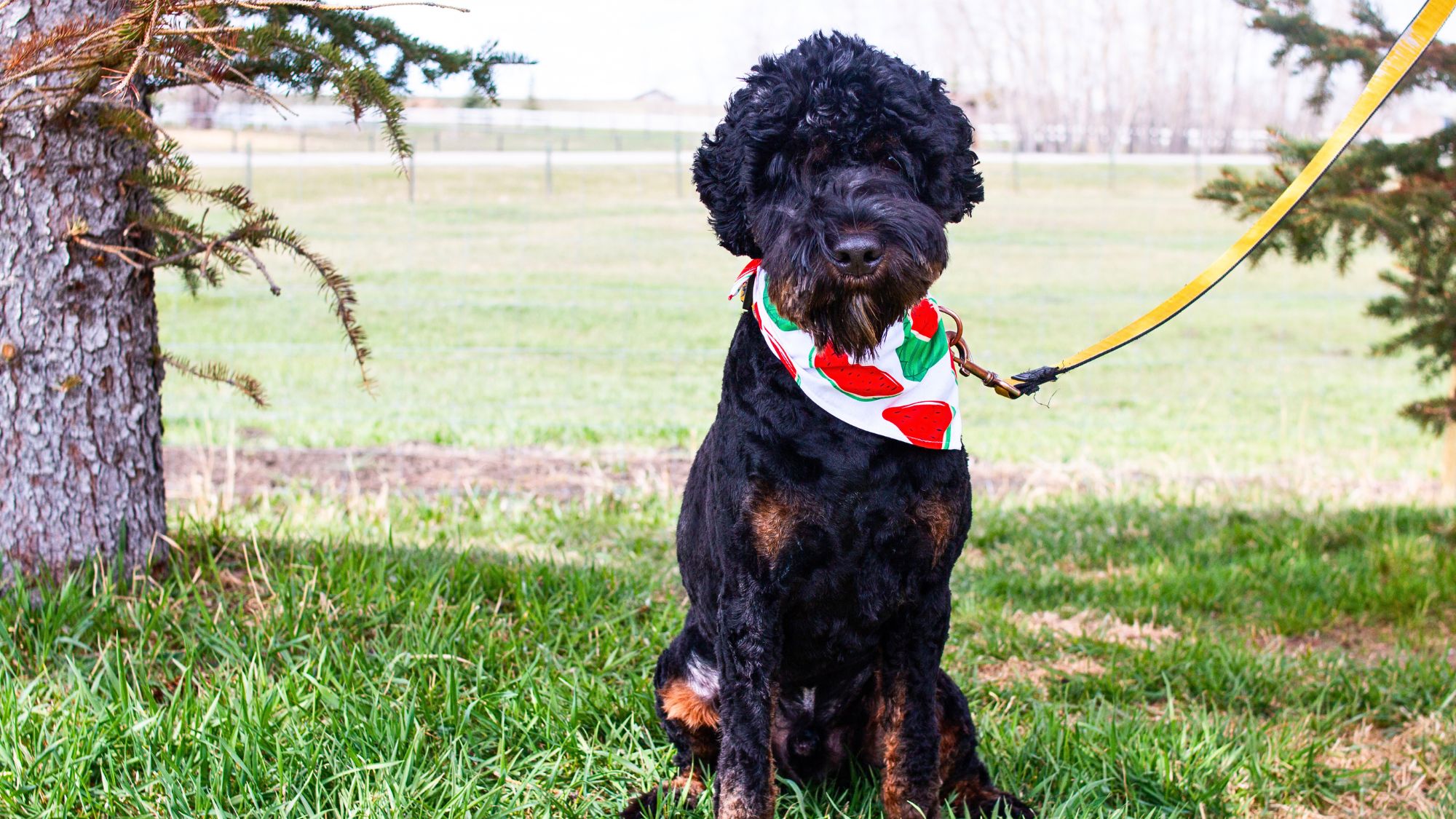 Brickhaven's Phantom Knight, Sir Orrick at Big Rock Labradoodles