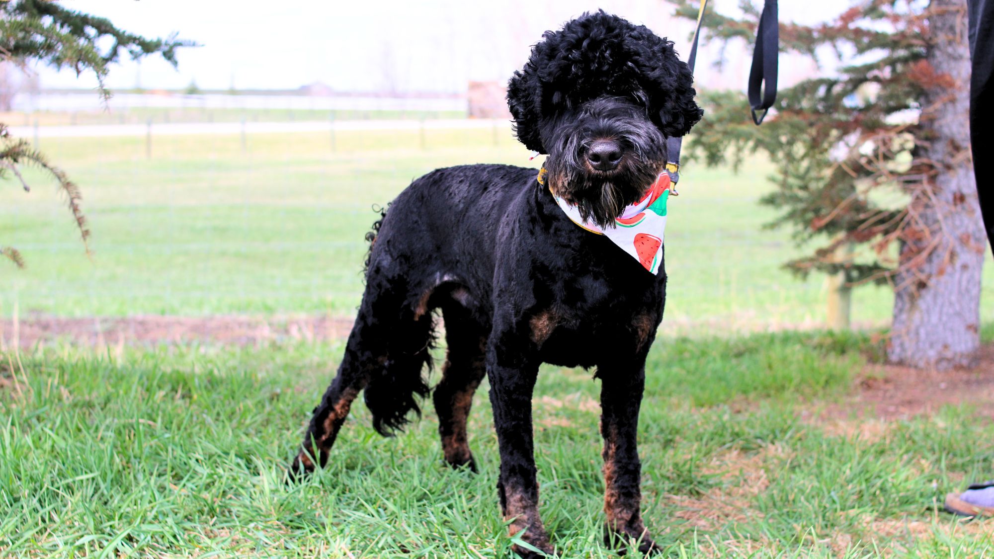 Brickhaven's Phantom Knight, Sir Orrick at Big Rock Labradoodles