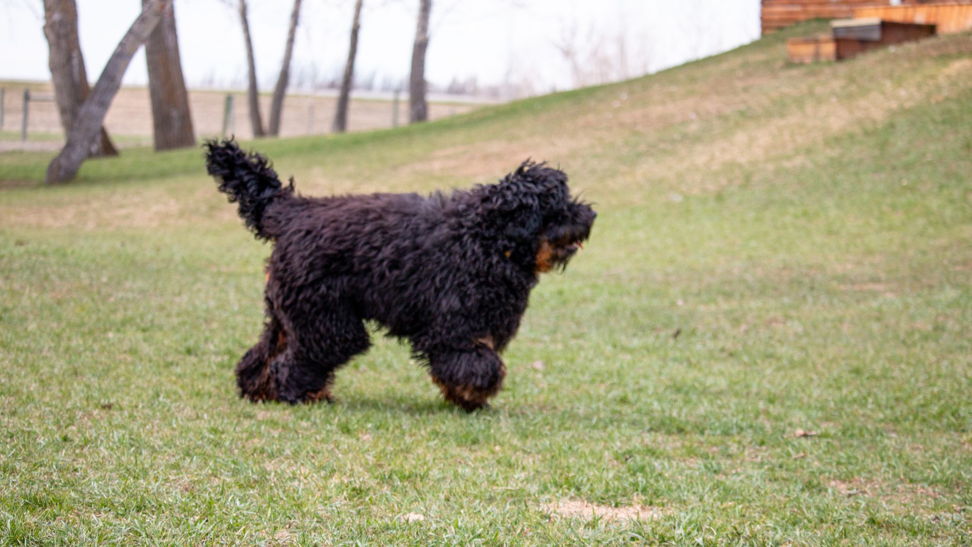 Brickhaven's Phantom Knight, Sir Orrick at Big Rock Labradoodles