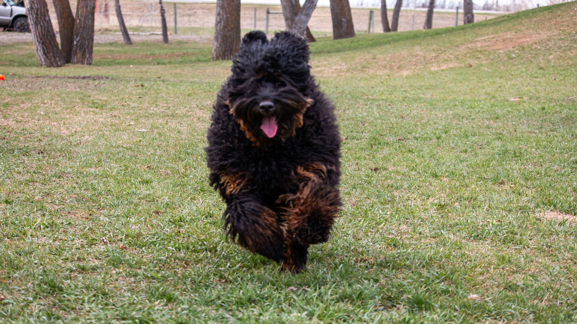 Brickhaven's Phantom Knight, Sir Orrick at Big Rock Labradoodles