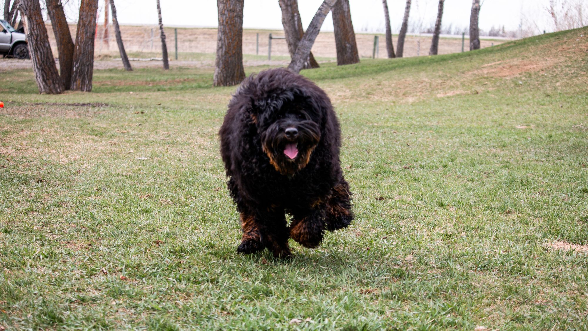 Brickhaven's Phantom Knight, Sir Orrick at Big Rock Labradoodles