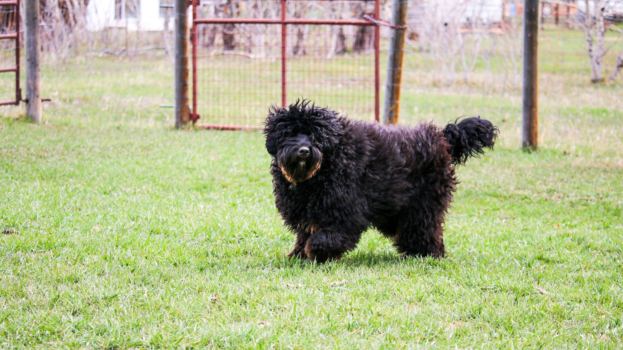 Brickhaven's Phantom Knight, Sir Orrick at Big Rock Labradoodles