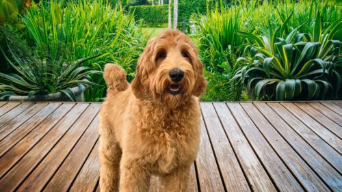 Big Rock's Gumby - form Big Rock Labradoodles Good Old Toys Litter - at 21 weeks outside