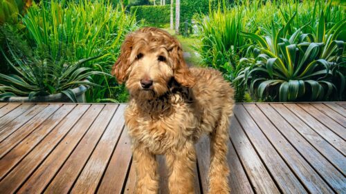 Big Rock's Nerf Ball - from Big Rock Labradoodles Good Old Toys Litter - at 21 weeks outside