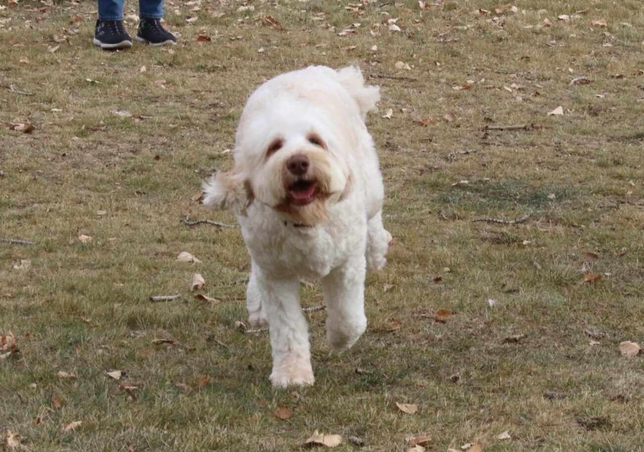 Big Rock Labradoodles Older Australian Labradoodle Available for Adoption. Beautiful Beatrice is 10 months old from our Famous Dogs Litter