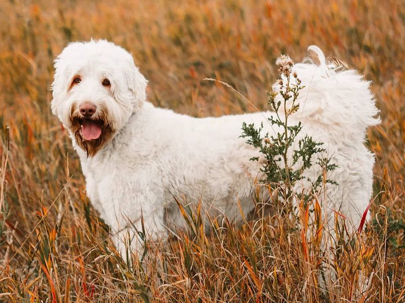 Big Rock Labradoodle Australian Labradoodle