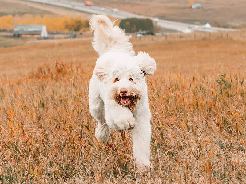 Big Rock Labradoodles Australian Labradoodle
