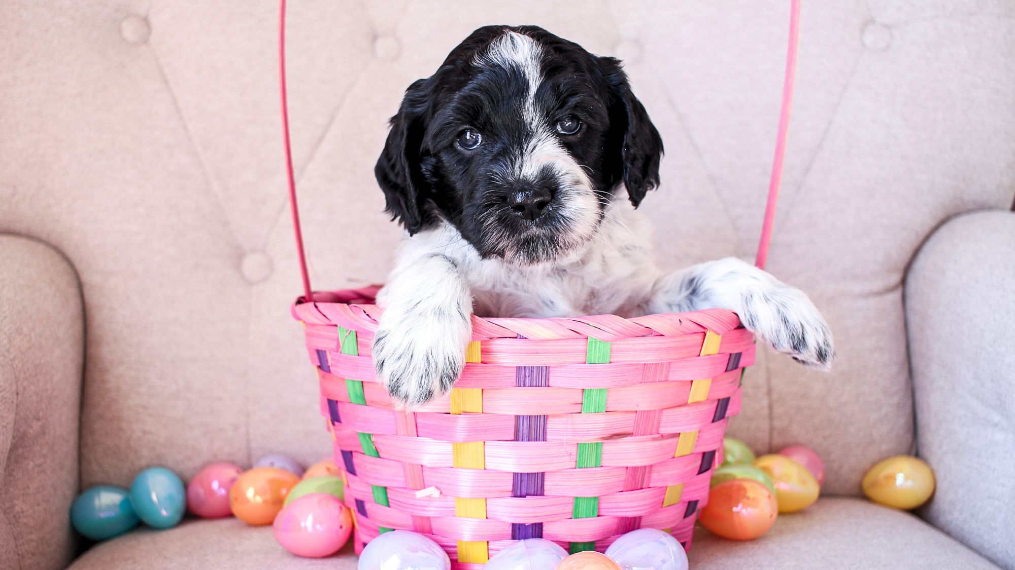 Big Rock Labradoodles Willie Nelson Favorites and Friends Litter five weeks