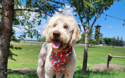 Big Rock Doodle Spot — Doodle Specialist Groomers