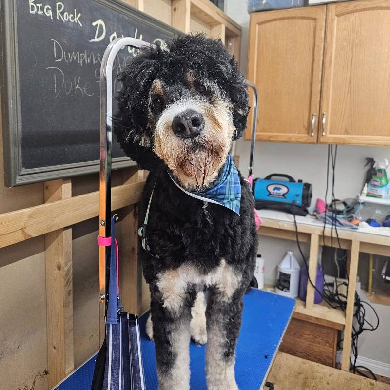 A Labradoodle after being groomed by Big Rock Labradoodle Spot