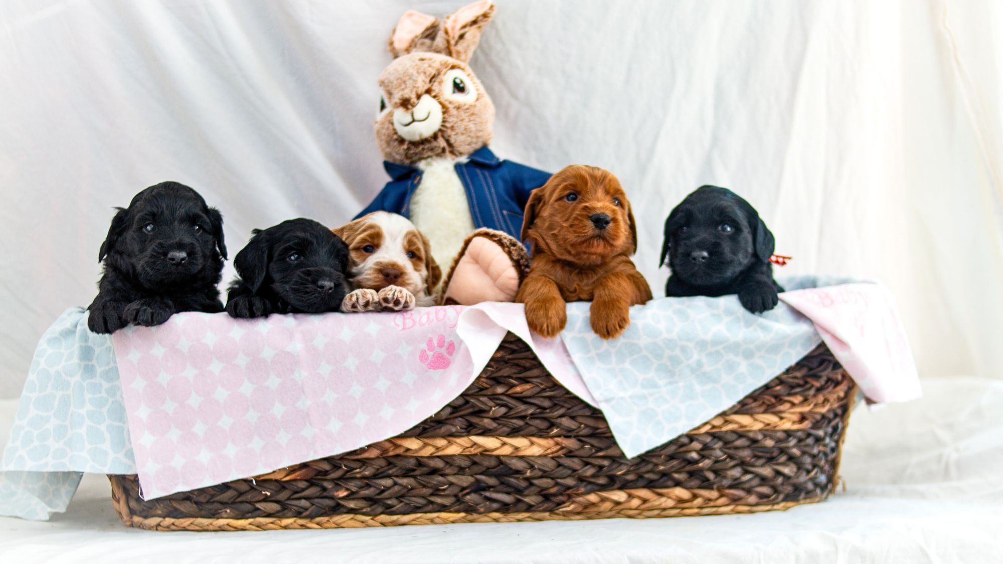 Big Rock's Group Photo at four weeks from Big Rock Labradoodles' World of Beatrix Potter Litter