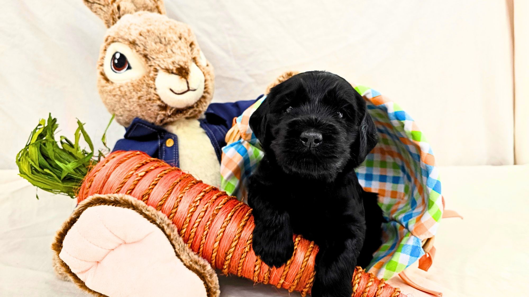 Big Rock's Jemima-Puddle-Duck - from Big Rock Labradoodles' World of Beatrix Potter Litter - at 3 weeks