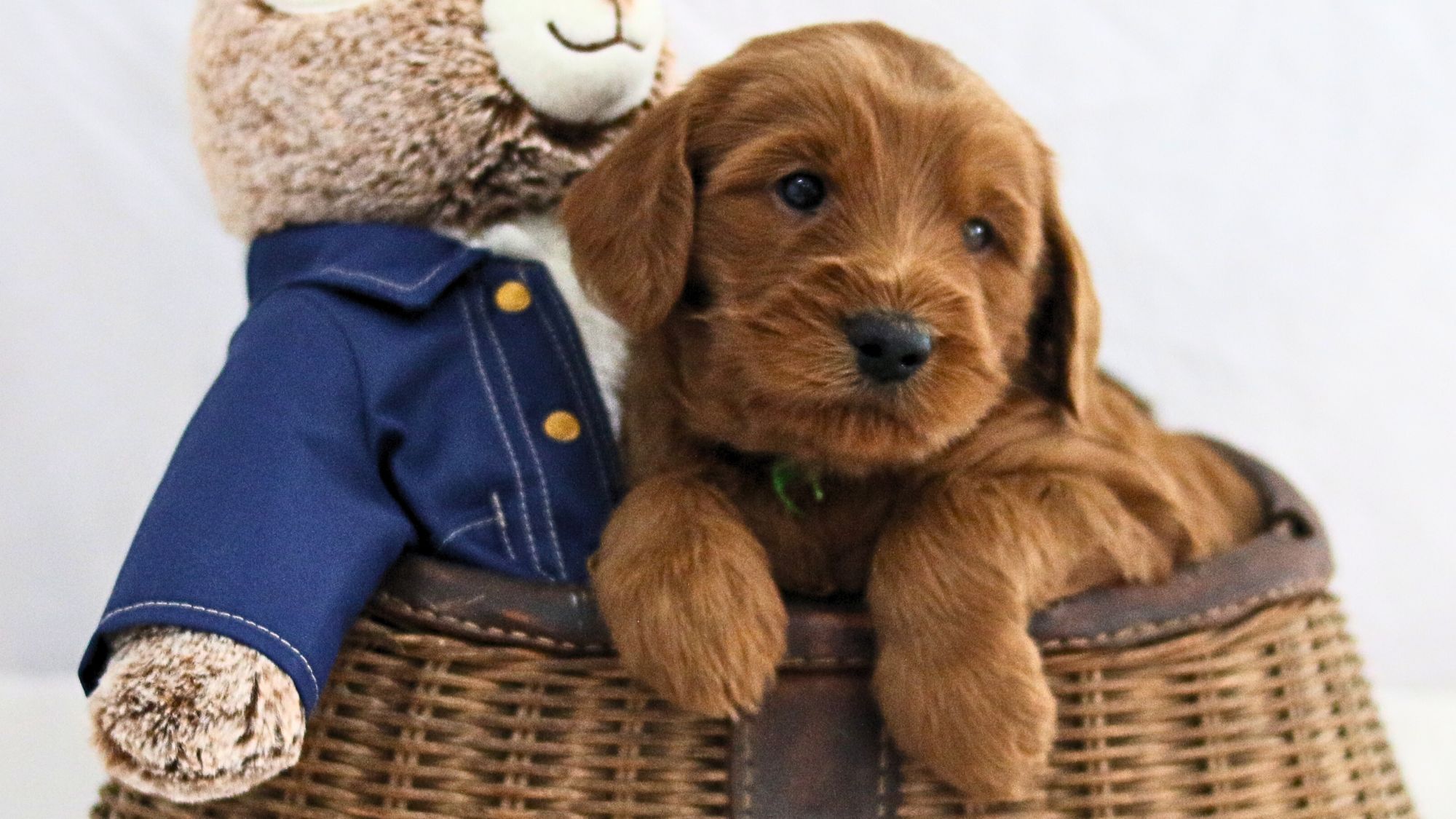 Big Rock Labradoodles Sweet Red Puppy in a basket