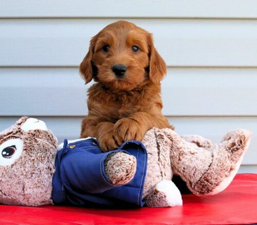 Big Rock Labradoodles Beatrix Potter Litter at 6 weeks - Cotton-tail