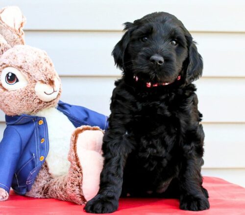 Big Rock Labradoodles Beatrix Potter Litter at 6 weeks - Flopsy