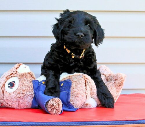 Big Rock Labradoodles Beatrix Potter Litter at 6 weeks - Jemima Puddle Duck