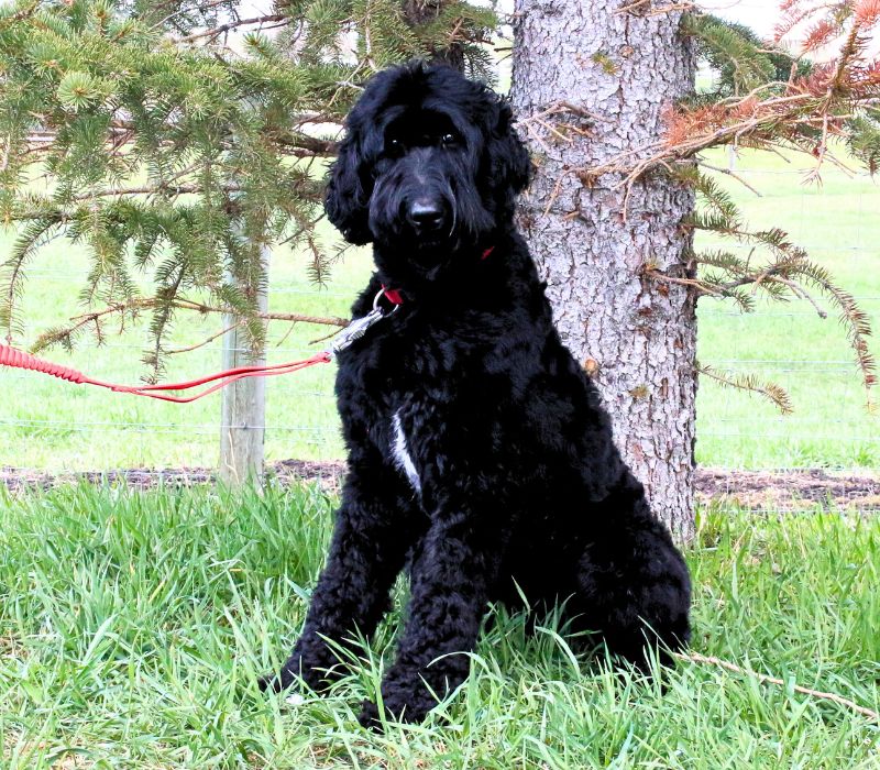 Cherry Blossom Healing Arts Board Certified Practitioners