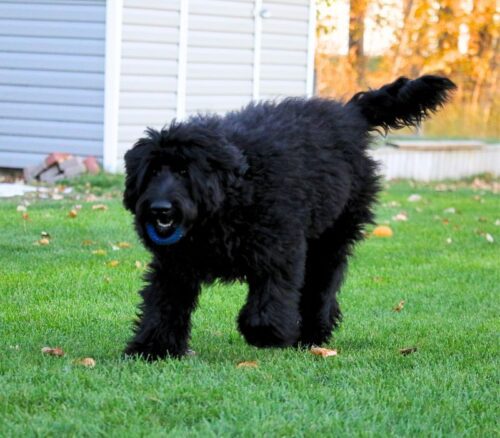 Big Rock Labradoodles Peter Rabbit at 6.5 months