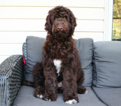 Big Rock Labradoodles Willie Nelson Favourites' and Friends Litter 4.5 months - Kris Kristopherson