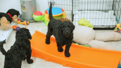 Australian Labradoodle puppies in a play area