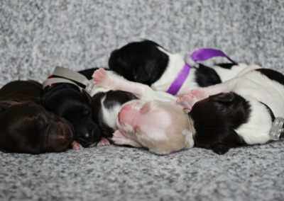 Willie Nelson – Favourites and Friends