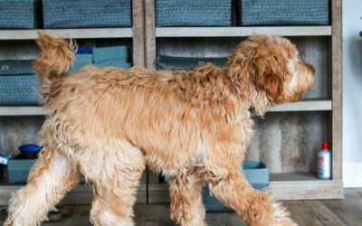 Australian Labradoodle - Big Rock's Forest Flier (Chickadee)