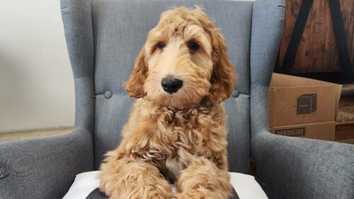 Australian Labradoodle Puppy form Big Rock Labradoodles