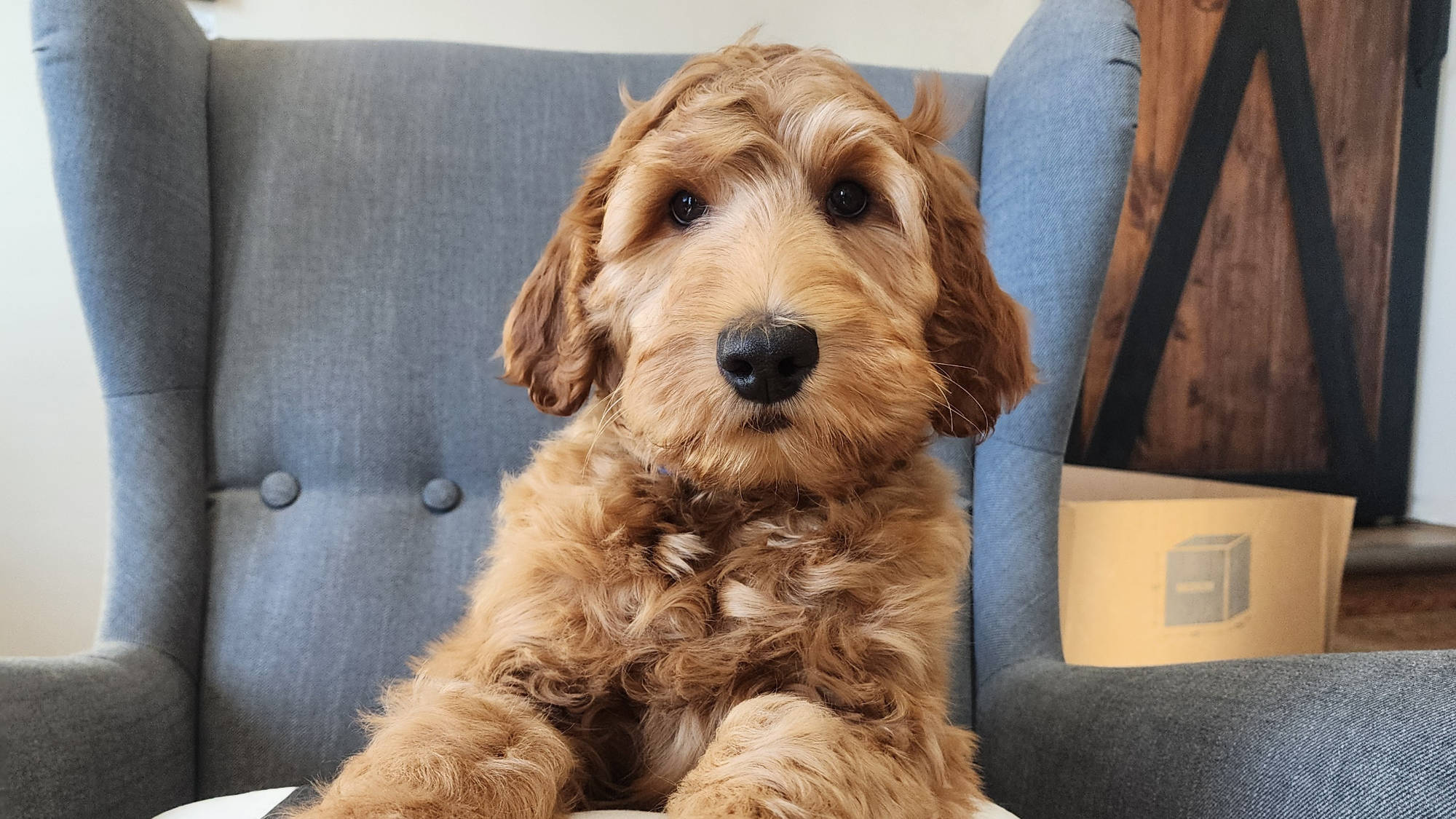 Australian Labradoodle Puppy form Big Rock Labradoodles