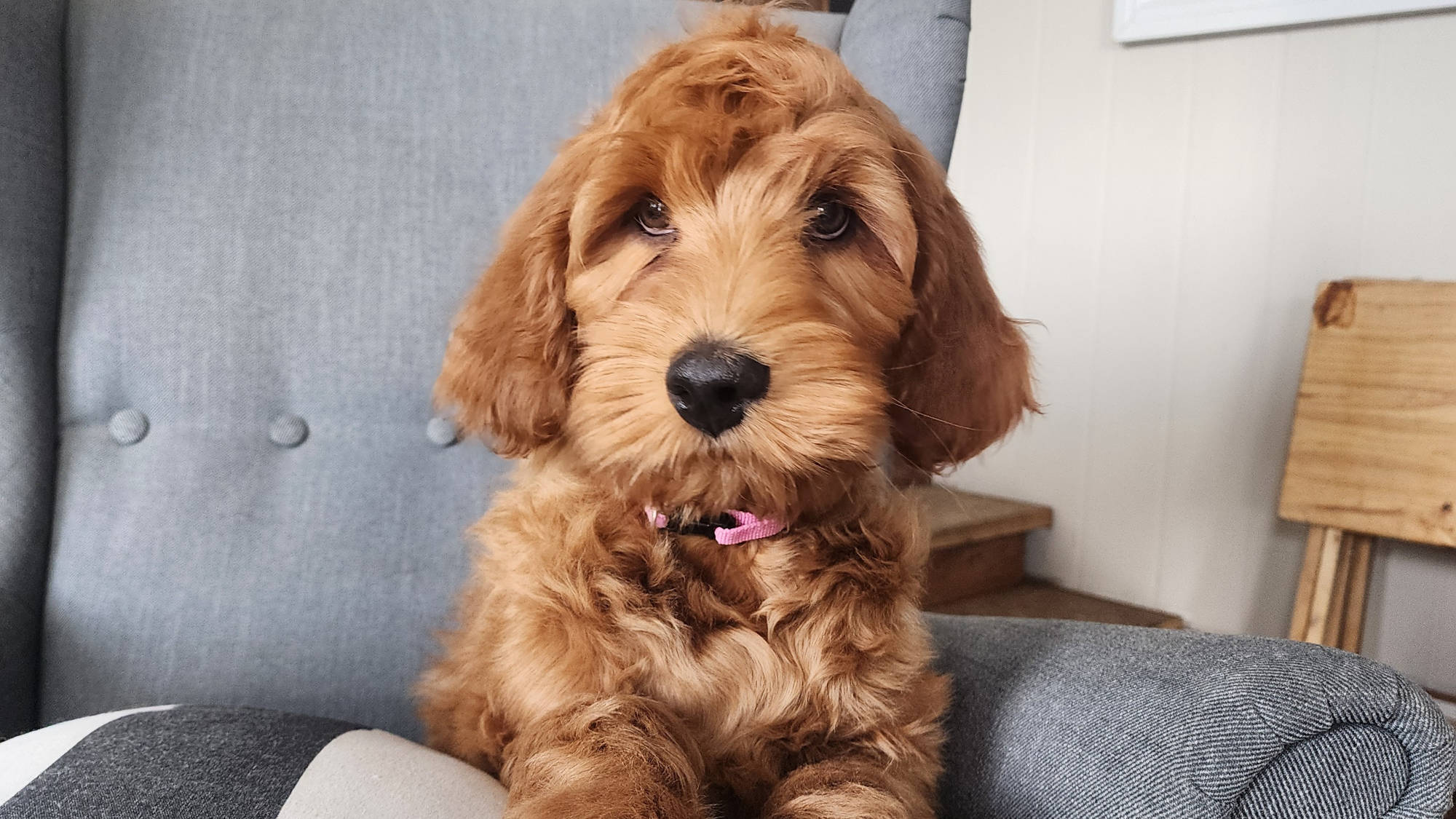 Australian Labradoodle Puppy form Big Rock Labradoodles