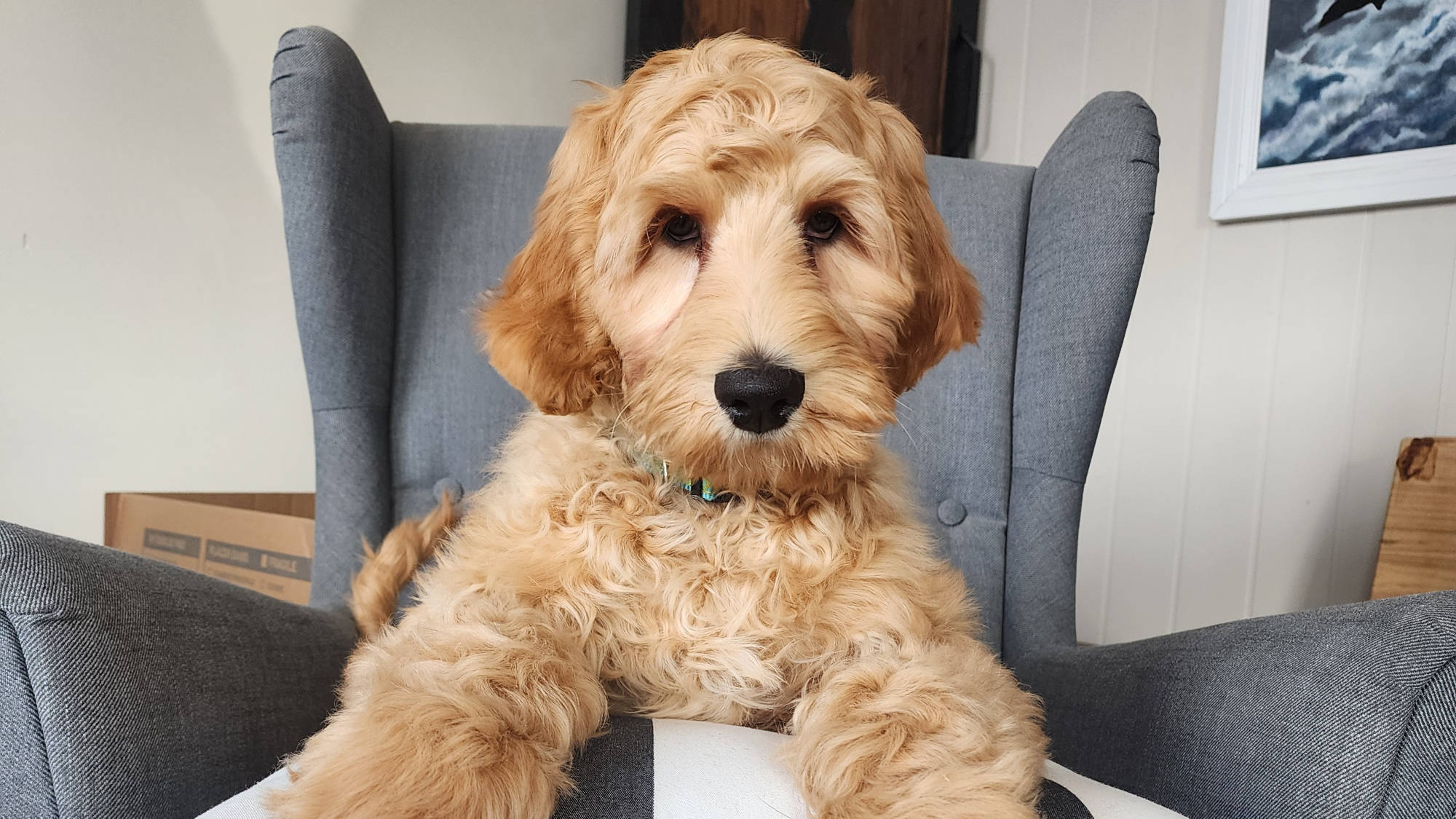 Australian Labradoodle Puppy form Big Rock Labradoodles