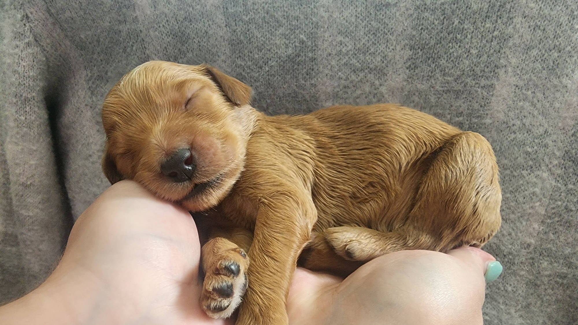 Australian Labradoodle Puppy form Big Rock Labradoodles