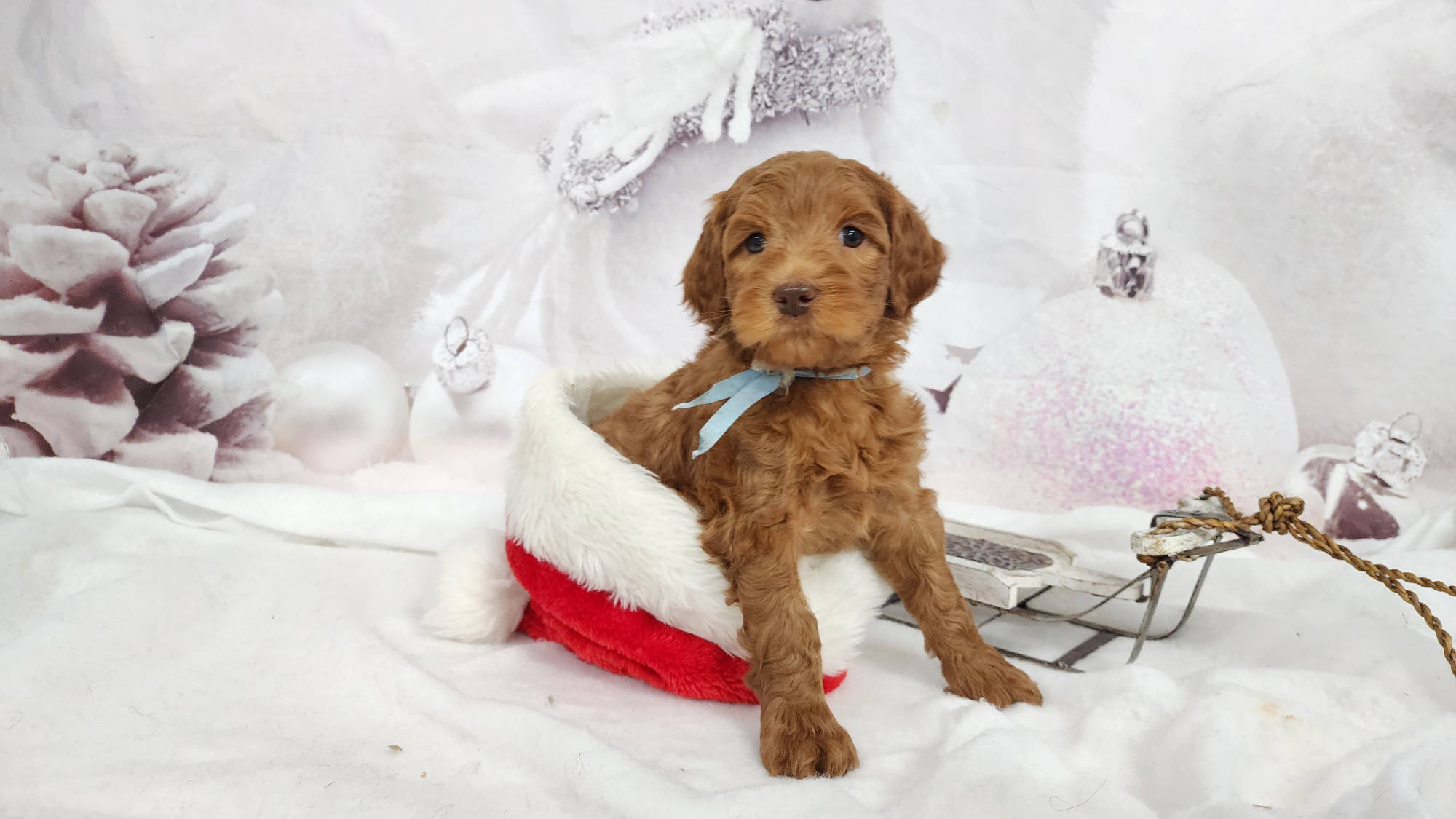 Australian Labradoodle Puppy form Big Rock Labradoodles