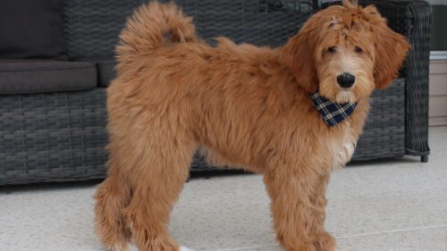 Australian Labradoodle Puppy form Big Rock Labradoodles The Little Mermaid Litter
