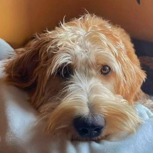 Australian Labradoodle Momma at Big Rock Labradoodles