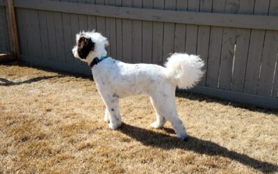 Australian Labradoodle - Big Rock North's Flora - Flora