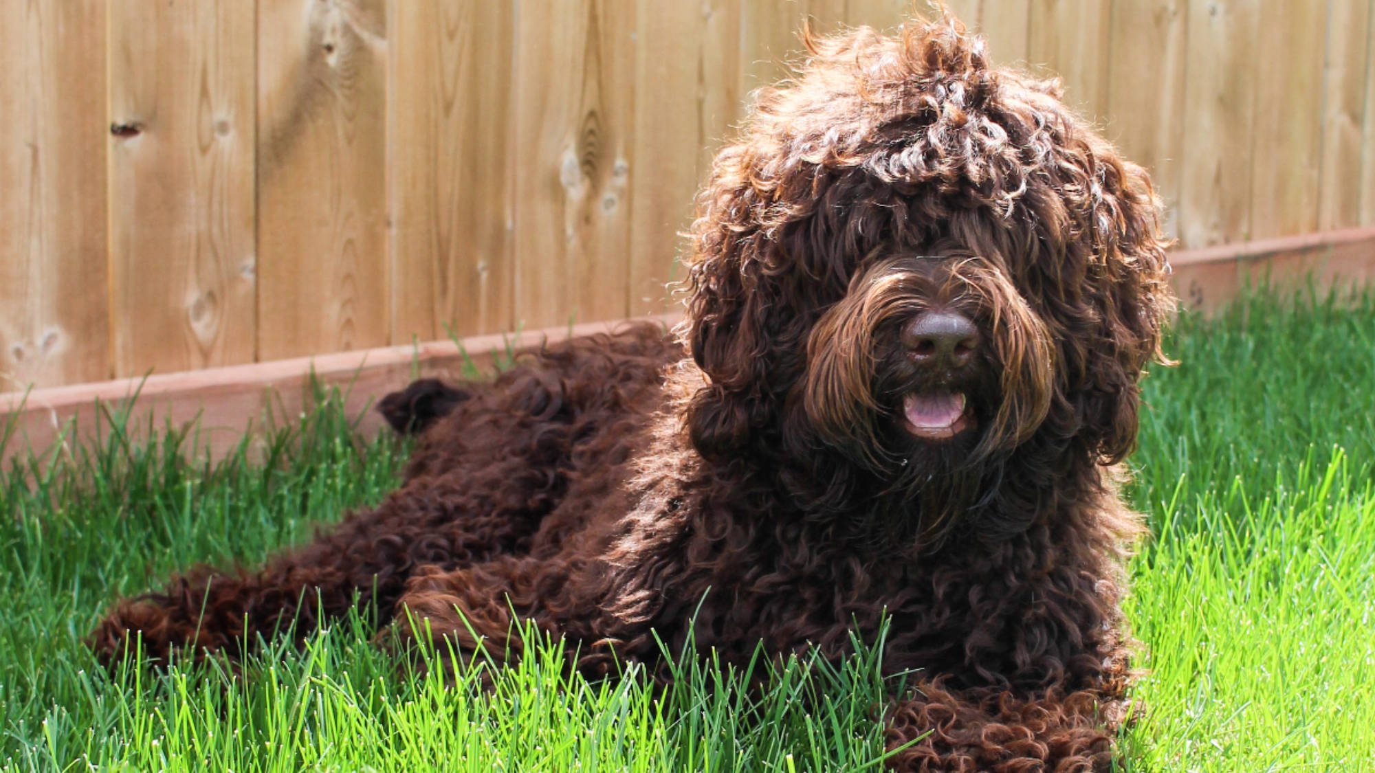 Australian Labradoodle - Big Rock North's Midnight Blue - Blue