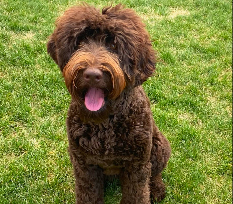 Cherry Blossom Healing Arts Board Certified Practitioners