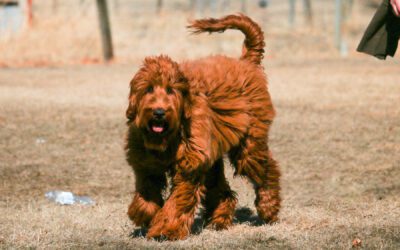 Australian Labradoodle - Big Rock's Baguette - Etta