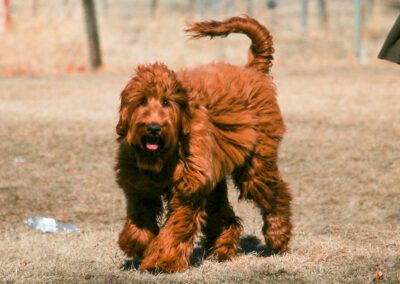 Big Rock’s Baguette