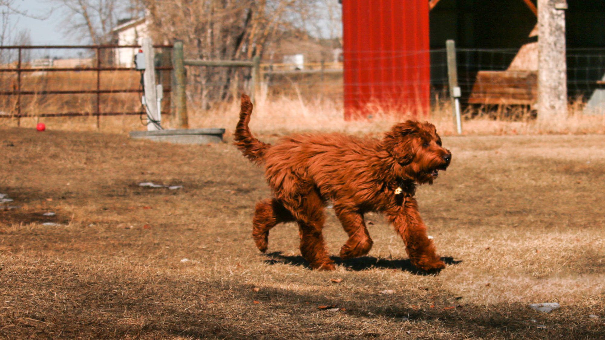 Australian Labradoodle - Big Rock's Baguette - Etta
