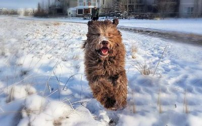 Australian Labradoodle - Big Rock's Benitoite Bear -Grizz