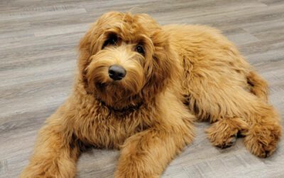 Australian Labradoodle - Big Rocks Captain Marvel Carol Danvers - Dani