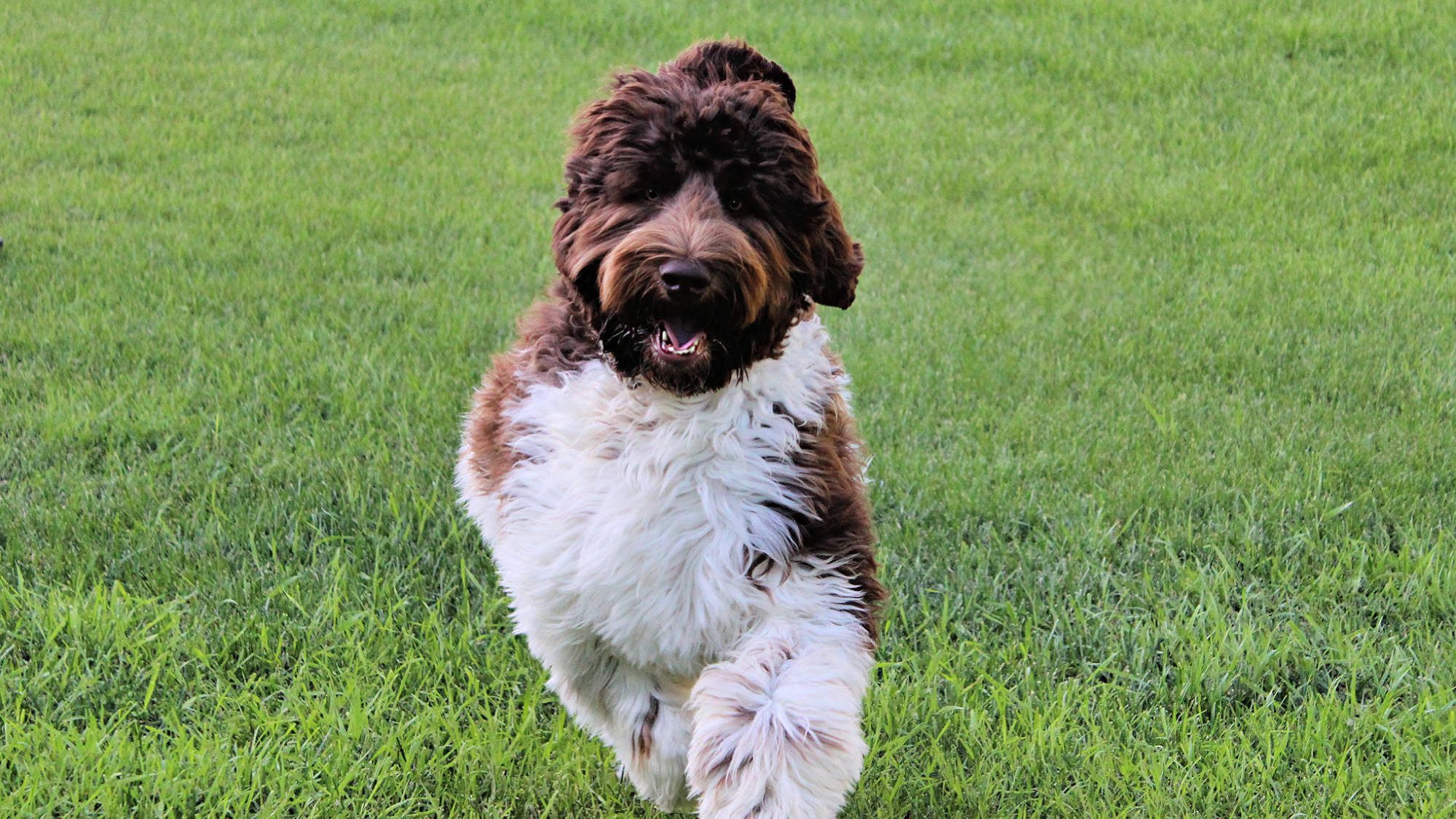 Chocolate parti Australian Labradoodle named Big Rock's Coffee Bean - Nabob