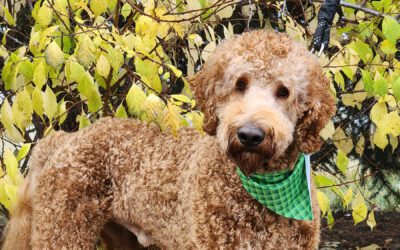 Australian Labradoodle - Big Rock's Dutch Shepherd - Dutch