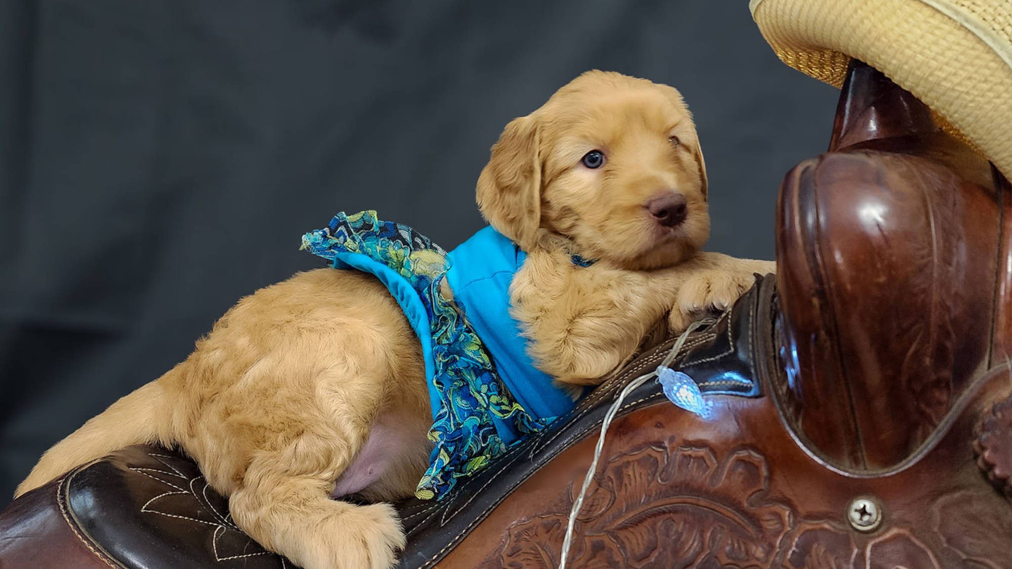 Australian Labradoodle - Big Rock's Dutton Woman - Beth