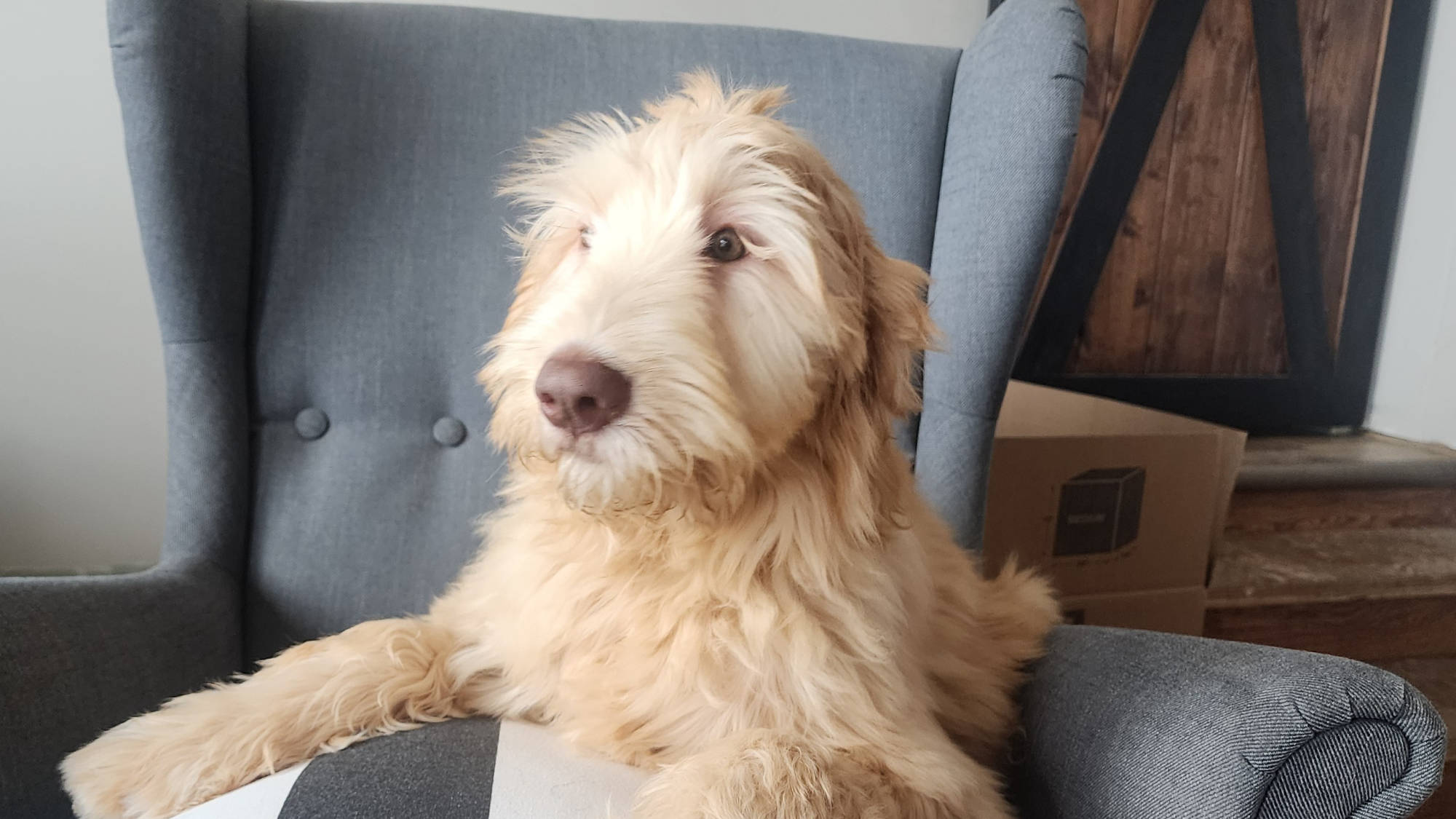 Australian Labradoodle Puppy - Big Rock's Dutton Woman